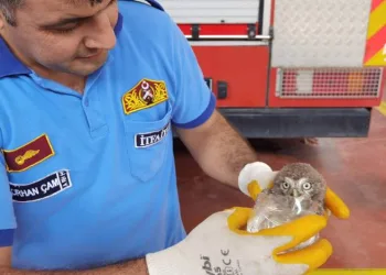 Bursa’da yavru baykuşu itfaiye kurtardı