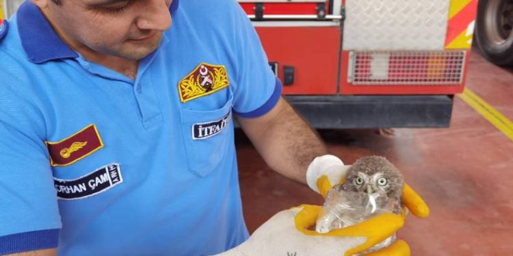 Bursa’da yavru baykuşu itfaiye kurtardı