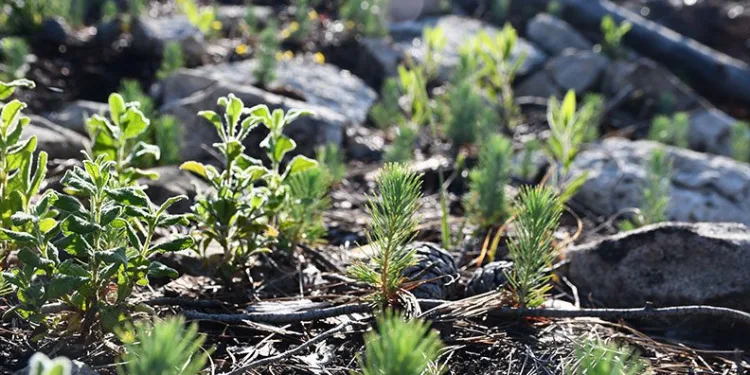 Manavgat 4-5 yıl içinde yeşerecek