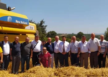 Mudanya’da buğday hasadı başladı