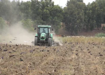 Kargaların yemek keyfi