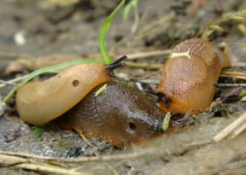 Trabzon’da “Katil salyangoz” istilası