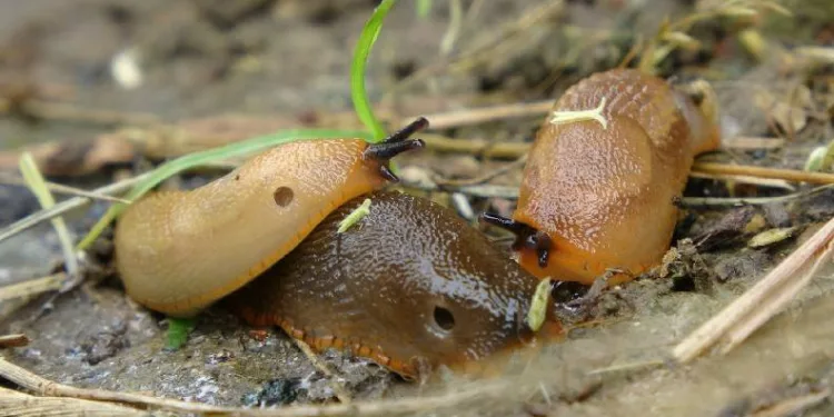 Trabzon’da “Katil salyangoz” istilası