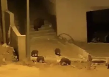 Bursa’da aç kalan domuzlar şehre indi