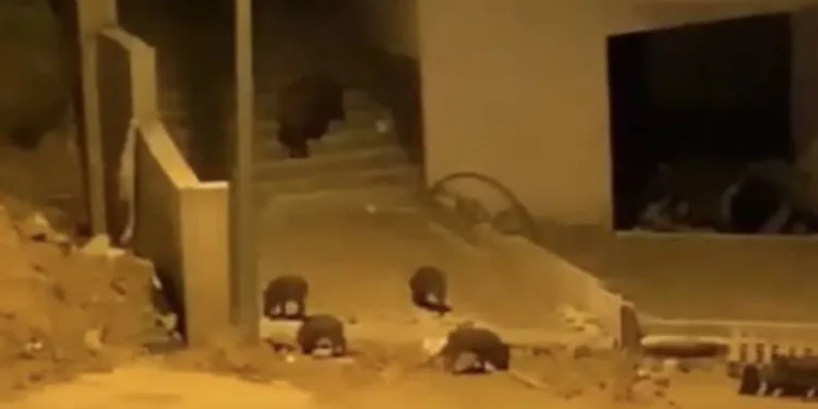 Bursa’da aç kalan domuzlar şehre indi