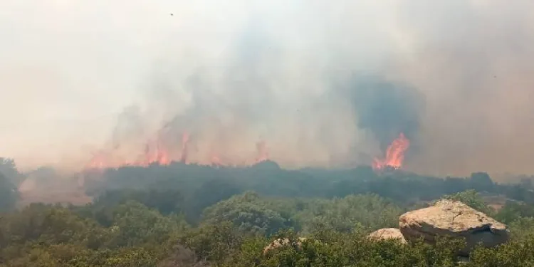 Çanakkale’de orman yangını