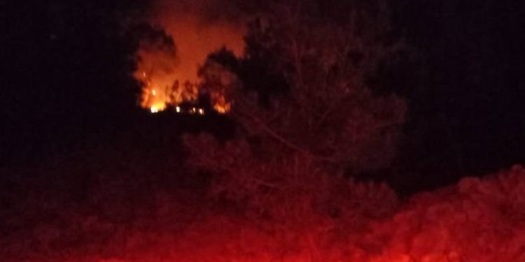 Adana’da çıkan orman yangını kontrol altında