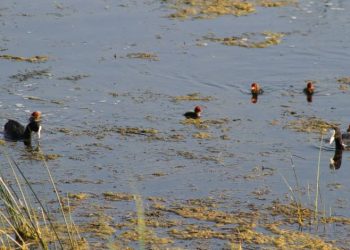 Kuş türleri Beyşehir Gölü’ne akın ediyor
