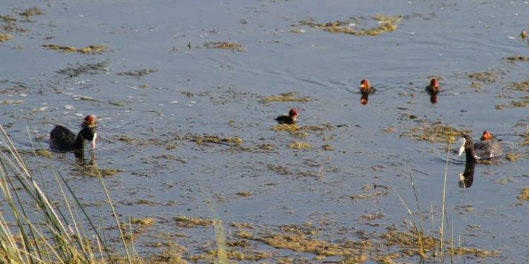 Kuş türleri Beyşehir Gölü’ne akın ediyor