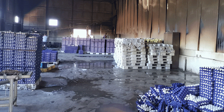 Yumurta çiftliği yandı, 60 bin tavuk telef oldu