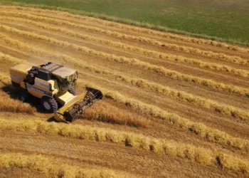Mustafakemalpaşa’da buğday hasadı başladı