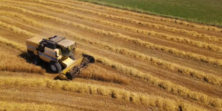 Mustafakemalpaşa’da buğday hasadı başladı