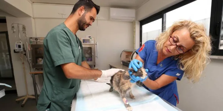 Nilüfer’de sokak kedilerine donanımlı klinik