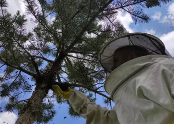 Arı kolonisi firarda