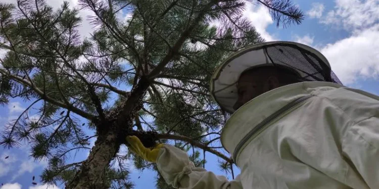 Arı kolonisi firarda