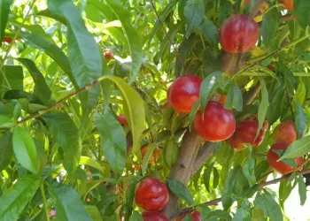 Bursa’da şeftali hasadı başladı