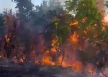 Piknik yaparken ormanı yaktılar