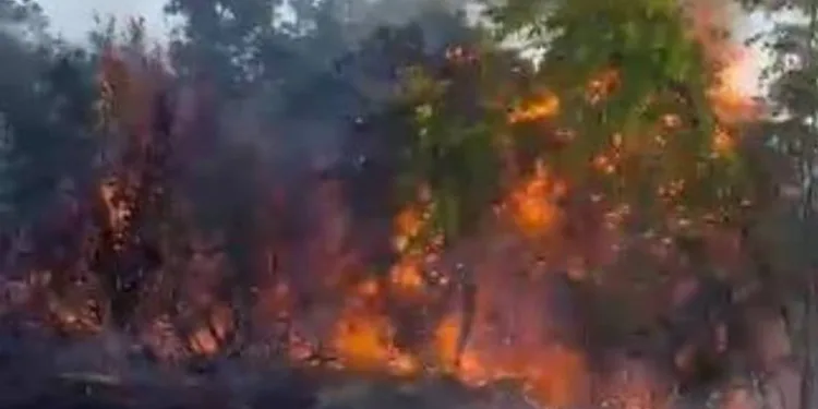 Piknik yaparken ormanı yaktılar