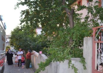Kayısı yemek için tırmandığı ağaçtan düştü