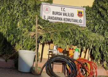 Bursa’da kaçak kenevir yetiştiricilerine suçüstü
