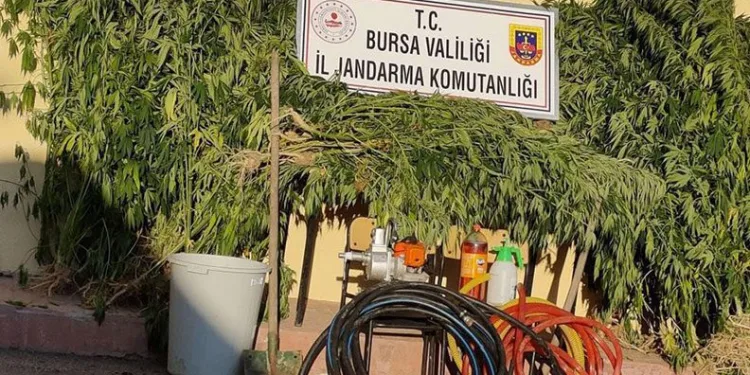 Bursa’da kaçak kenevir yetiştiricilerine suçüstü