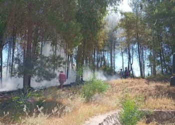 Serik’te orman yangını kontrol altına alındı