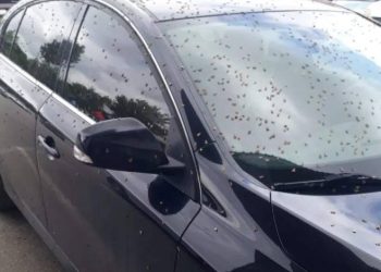 Kelebekler o ilçeyi istila etti