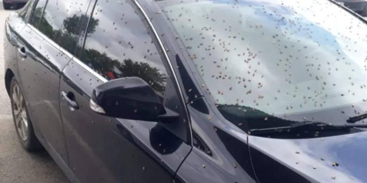 Kelebekler o ilçeyi istila etti