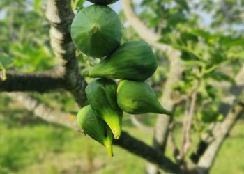 Bursa’nın bu incirleri yenmiyor, asılıyor