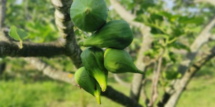 Bursa’nın bu incirleri yenmiyor, asılıyor