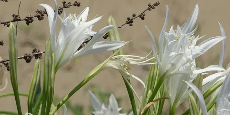Bu çiçeği koparmanın cezası büyük