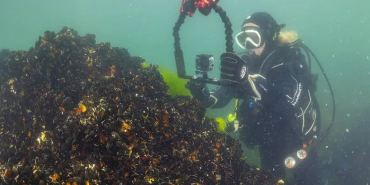 Gemlik Körfezi’nde ‘bayram’ dalışı