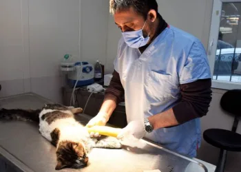 Yıldırım’da sokak hayvanları emin ellerde