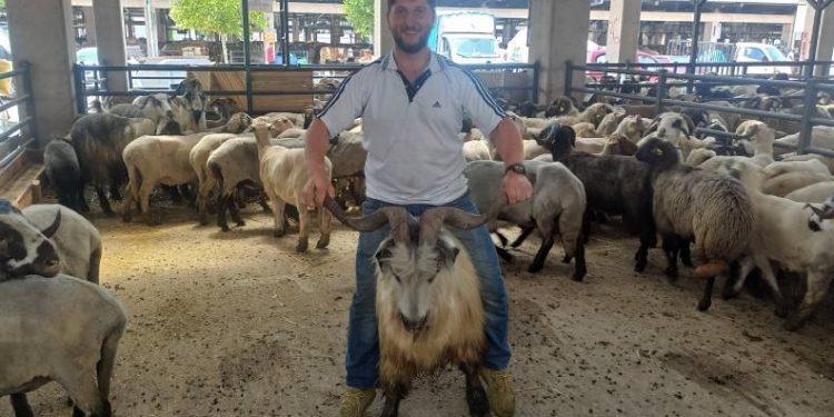 Bursa’da koçlara kafa tutan keçi