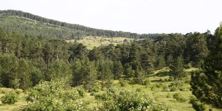 Eskişehir’de ormanlık alanlara girişler yasaklandı