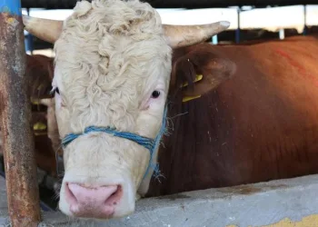 Nilüfer Kurban Bayramı’na hazır