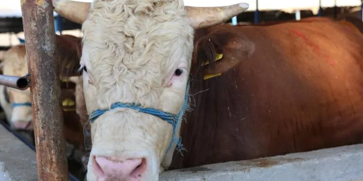 Nilüfer Kurban Bayramı’na hazır