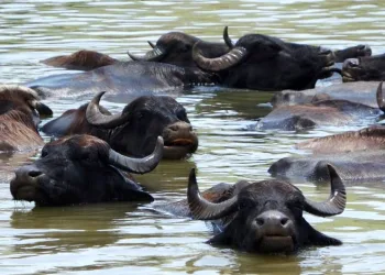 Muş’ta Afrika’yı andıran görüntüler