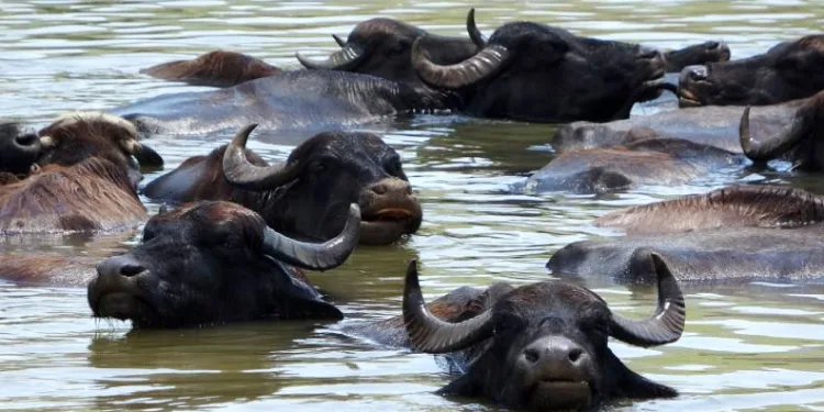 Muş’ta Afrika’yı andıran görüntüler