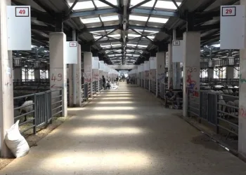 Osmangazi’de kurban kesim yerleri belli oldu