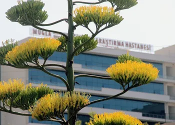 ‘Sabırsızlık bitkisi’ çiçek açtı