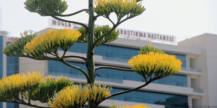 ‘Sabırsızlık bitkisi’ çiçek açtı