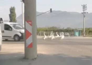 Bursa’da yola çıkan kazlar trafiği karıştırdı