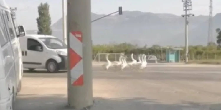 Bursa’da yola çıkan kazlar trafiği karıştırdı