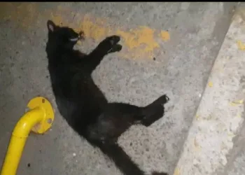 Sitede hayvan krizi: Şiddet uygulayıp, zehirliyorlar