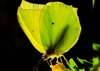 Kahramanmaraş’ta Kleopatra kelebeği görüntülendi