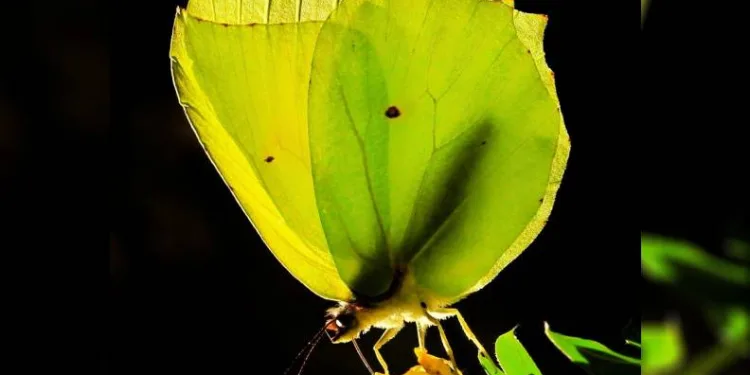 Kahramanmaraş’ta Kleopatra kelebeği görüntülendi
