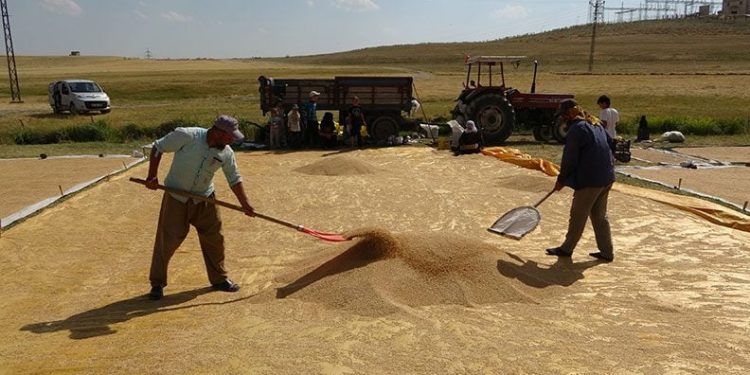 Buğdayın tarladan değirmene yolculuğu
