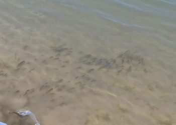 Bursa’da yavru sazanlar suyla buluştu