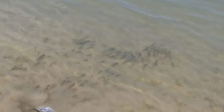 Bursa’da yavru sazanlar suyla buluştu